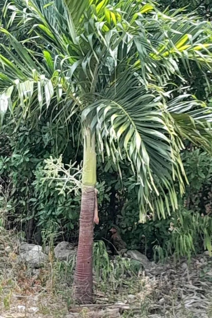Chambre Maison Kumba La Desirade Kwatera prywatna
